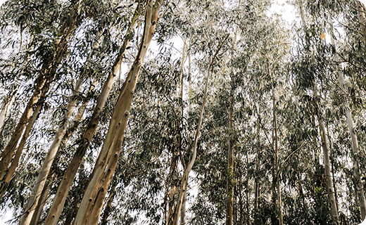 Skov med bladfyldte trætoppe og lys himmel