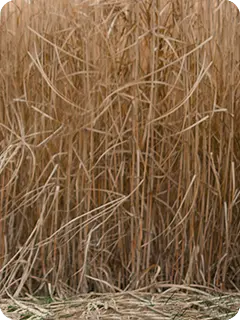 img_blog_content-trauma-6