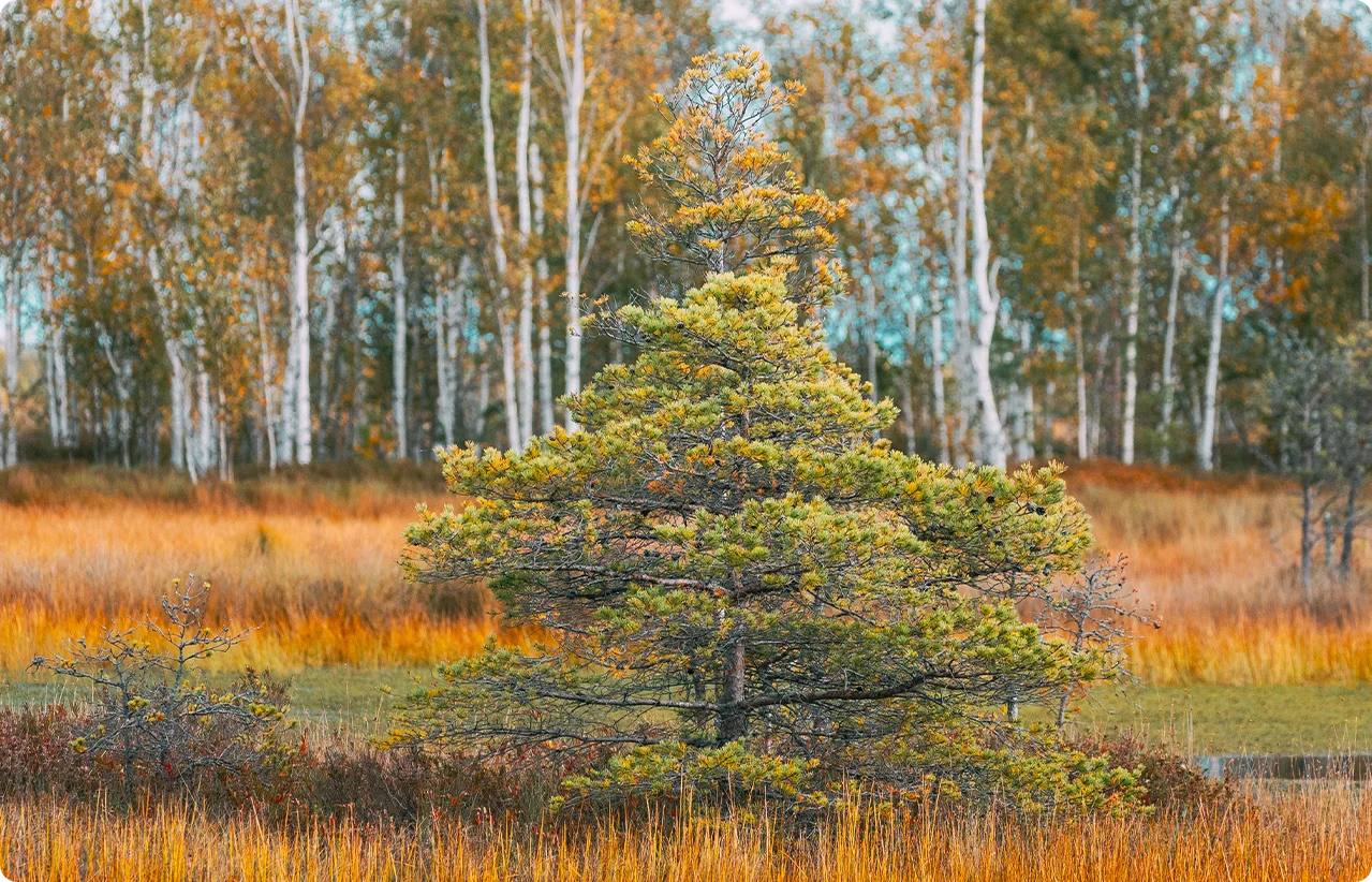 img_blog_foraeldreskab-header4 Det “nyere” forældreskab – Det skrøbelige selvværd